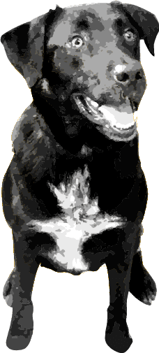 Buster, the black Labrador the business is named after, from the Black Dog Lawn and Pools logo