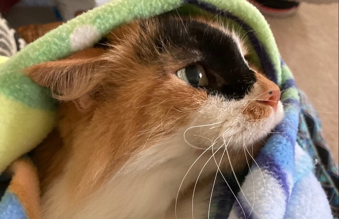 A calico cat wrapped in a soft fleece blanket, resting quietly.
