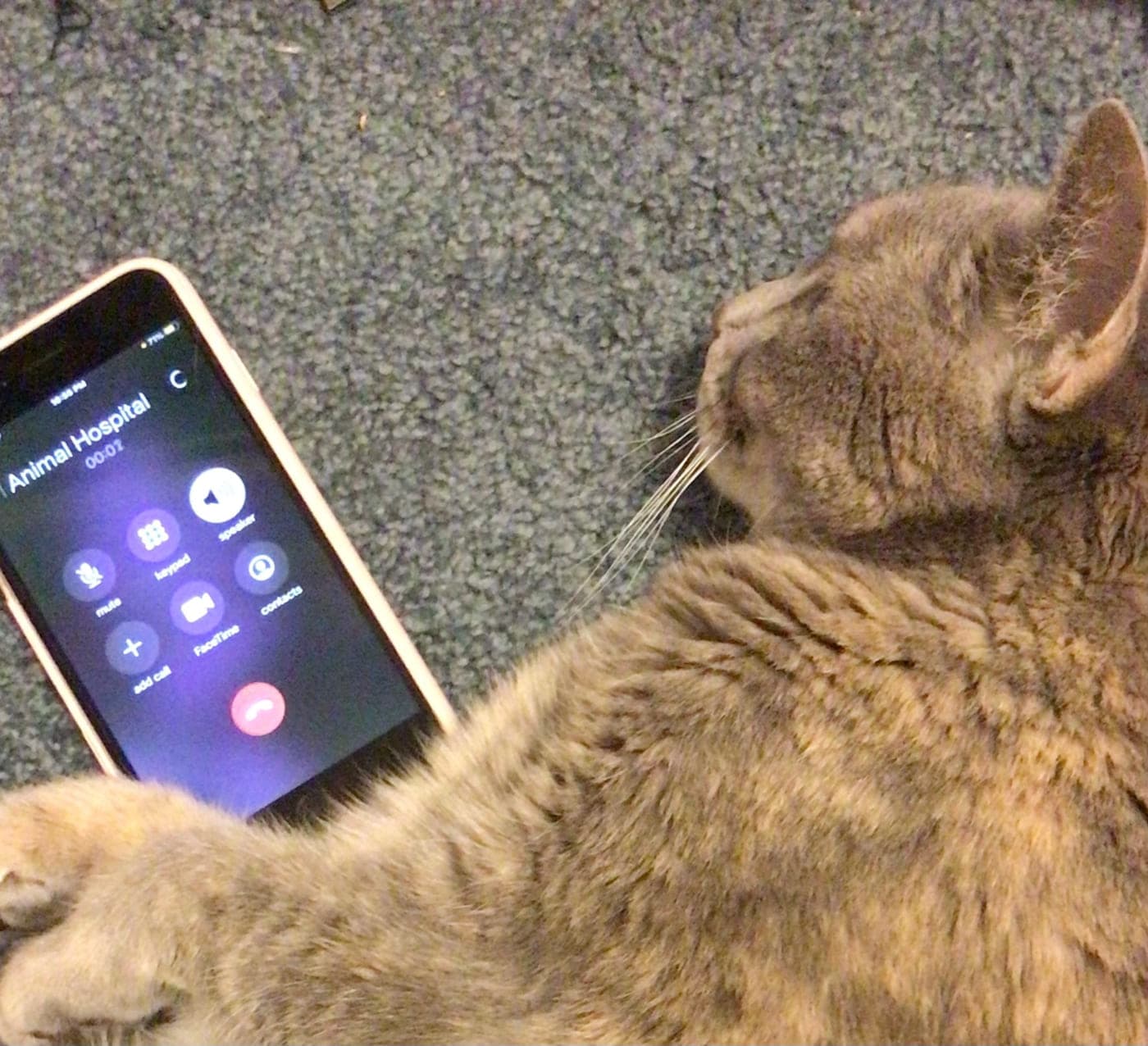 A tabby cat lying beside a phone with a call to the animal hospital in progress.